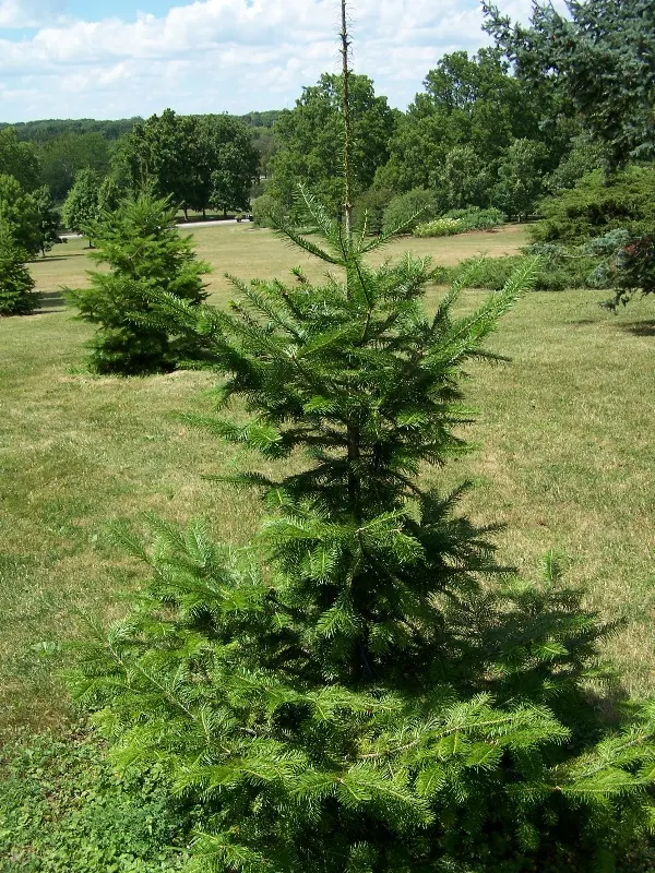 Khingan Fir