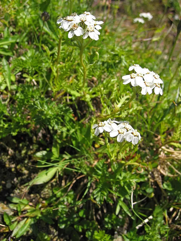 Plant photo