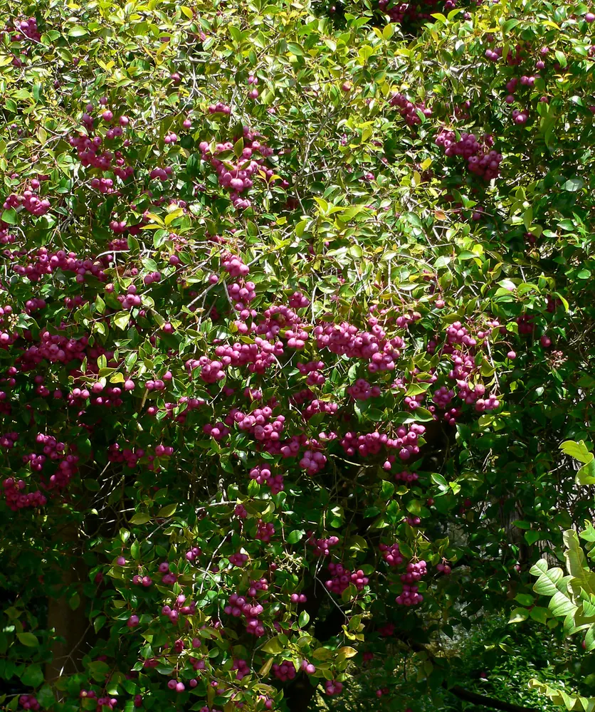 Plant photo