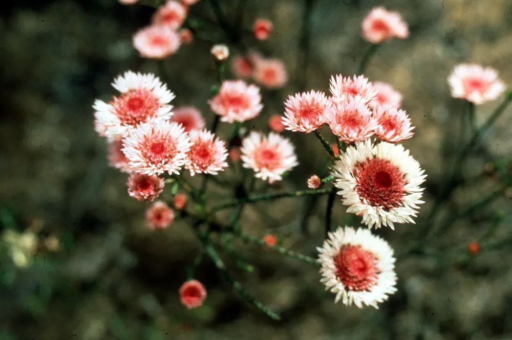Albany Daisy