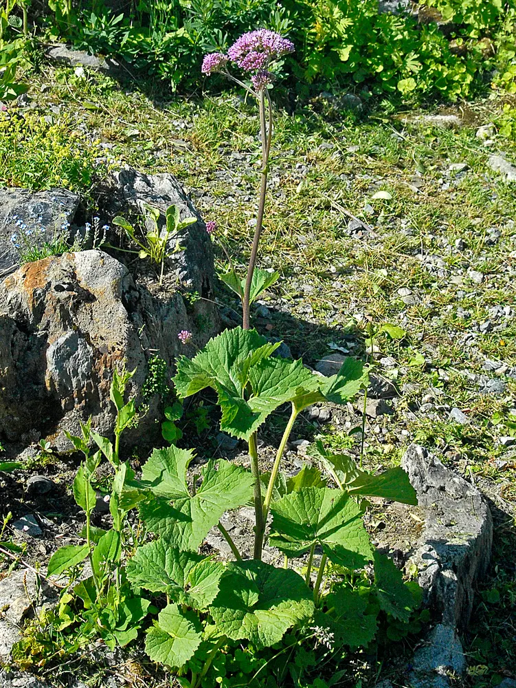 Alpine Sweet Coltsfoot