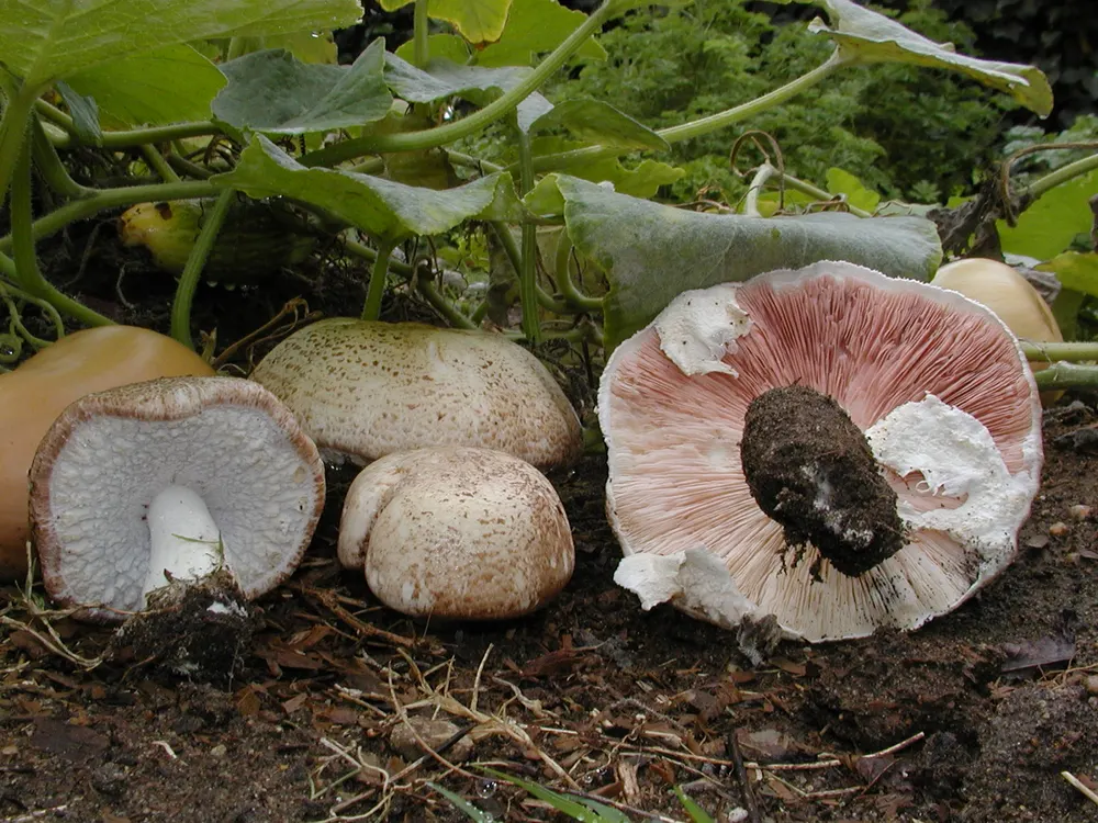 Sun Mushroom