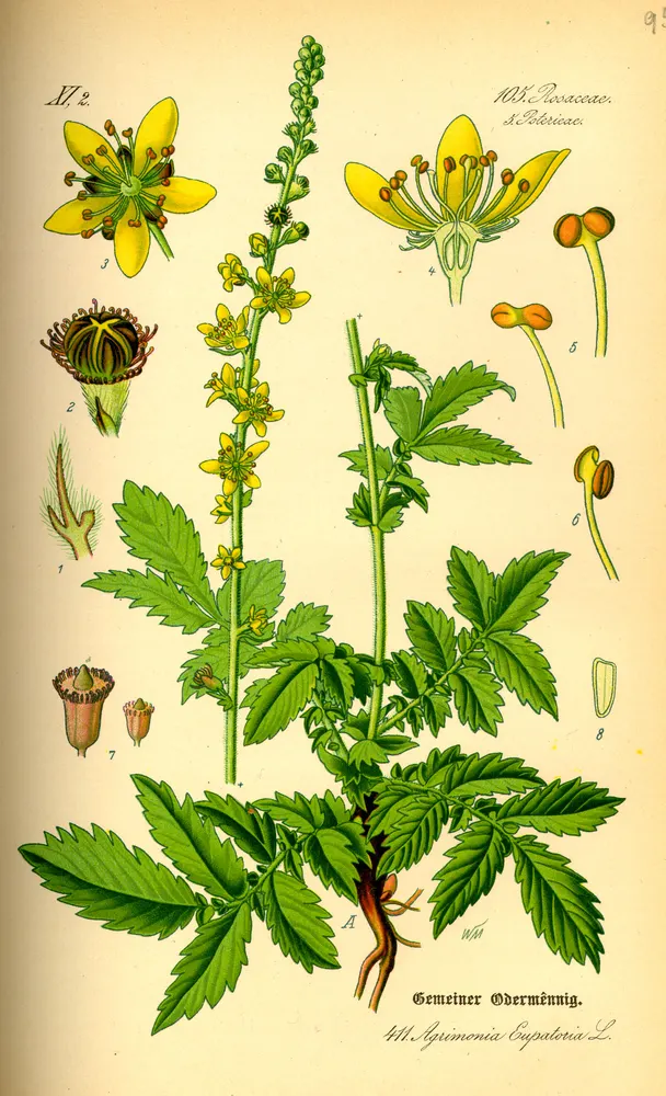 Agrimony