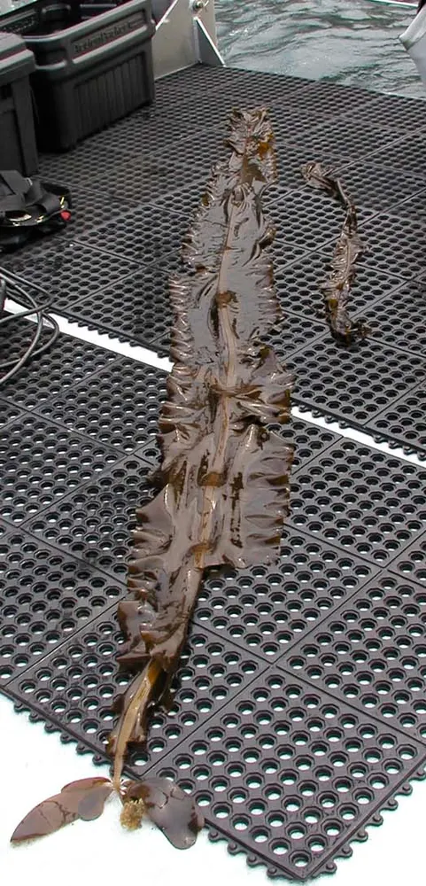Plant photo