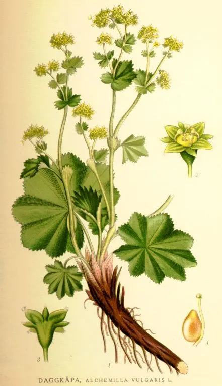 Lady's Mantle