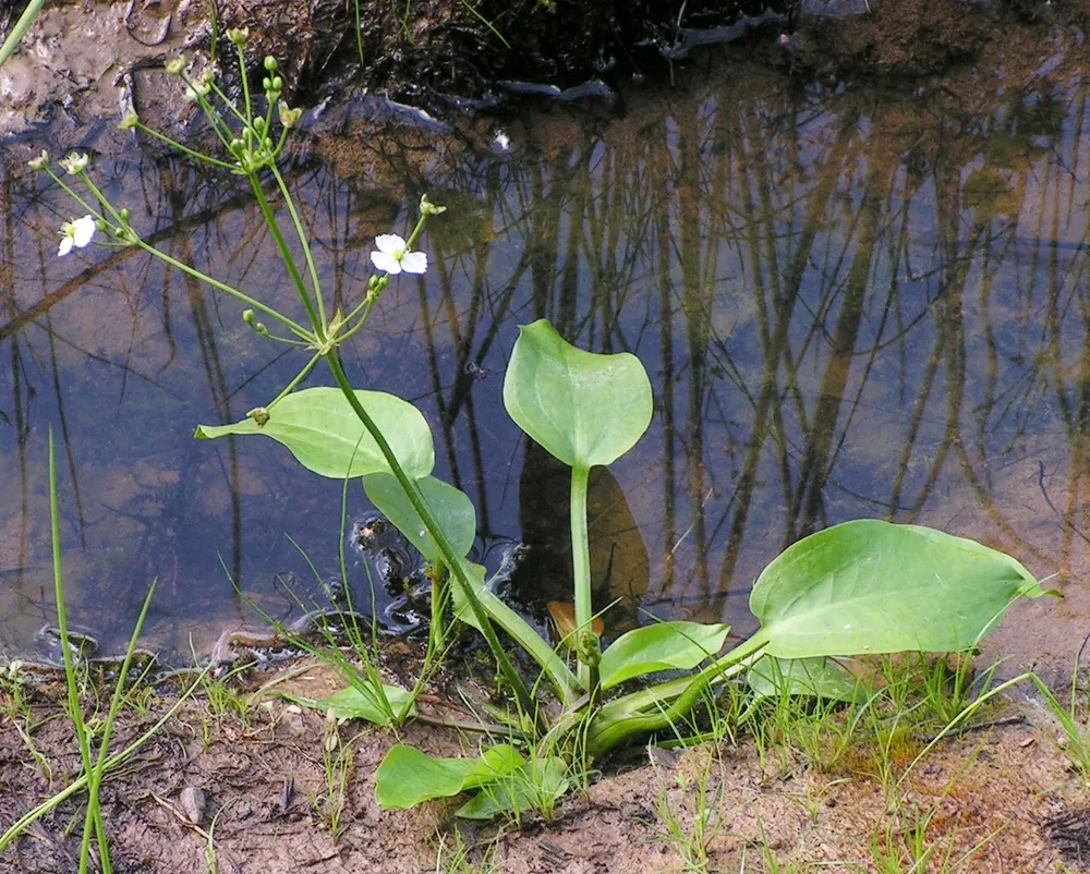 Oriental Water Plantain