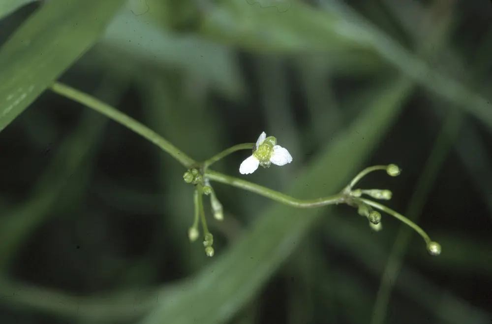 American Water Plantain