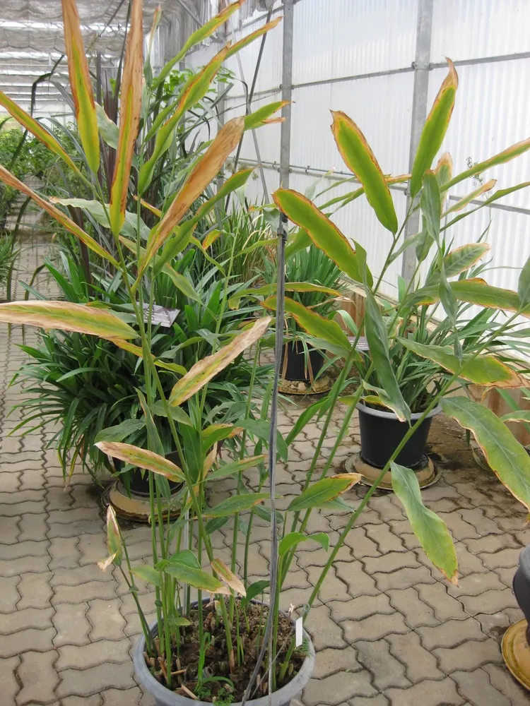 Greater Galangal
