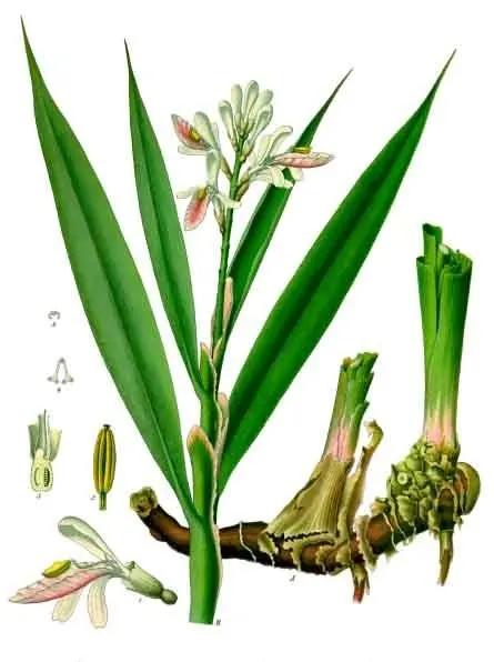 Lesser Galangal