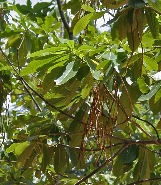 Hard Alstonia