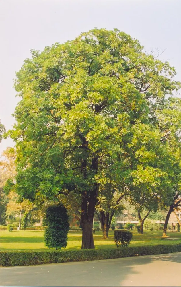 Blackboard Tree