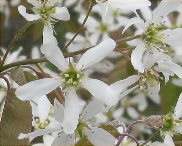 Plant photo