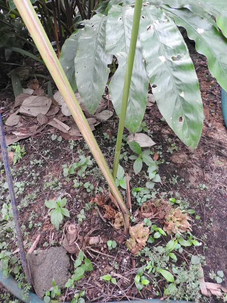 Plant photo