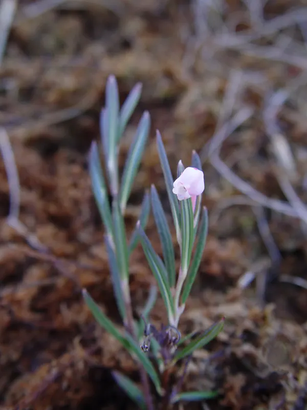 Bog Rosemary