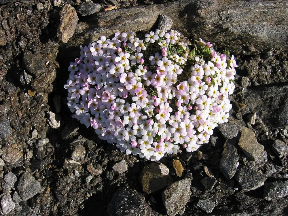 Alpine Rock Jasmine