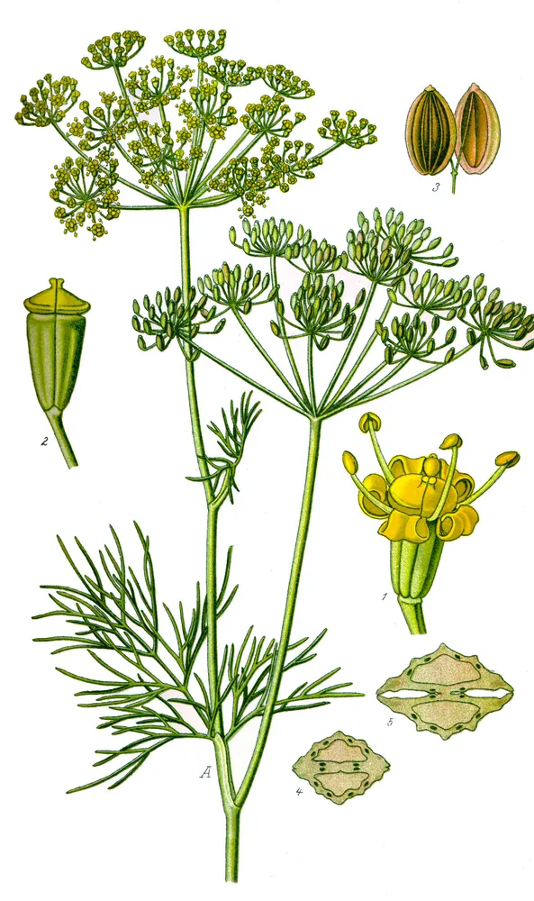 Plant photo