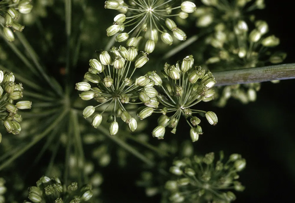 American Angelica (Purplestem Angelica)