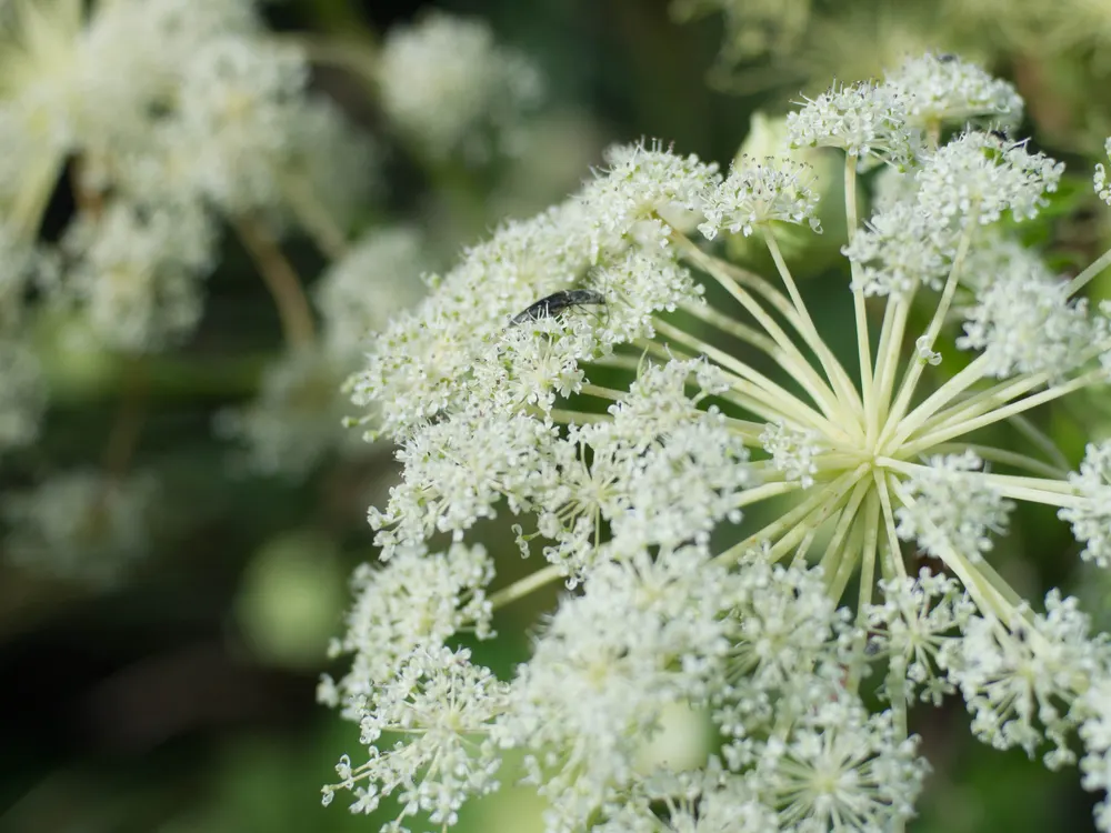 Dahurian Angelica