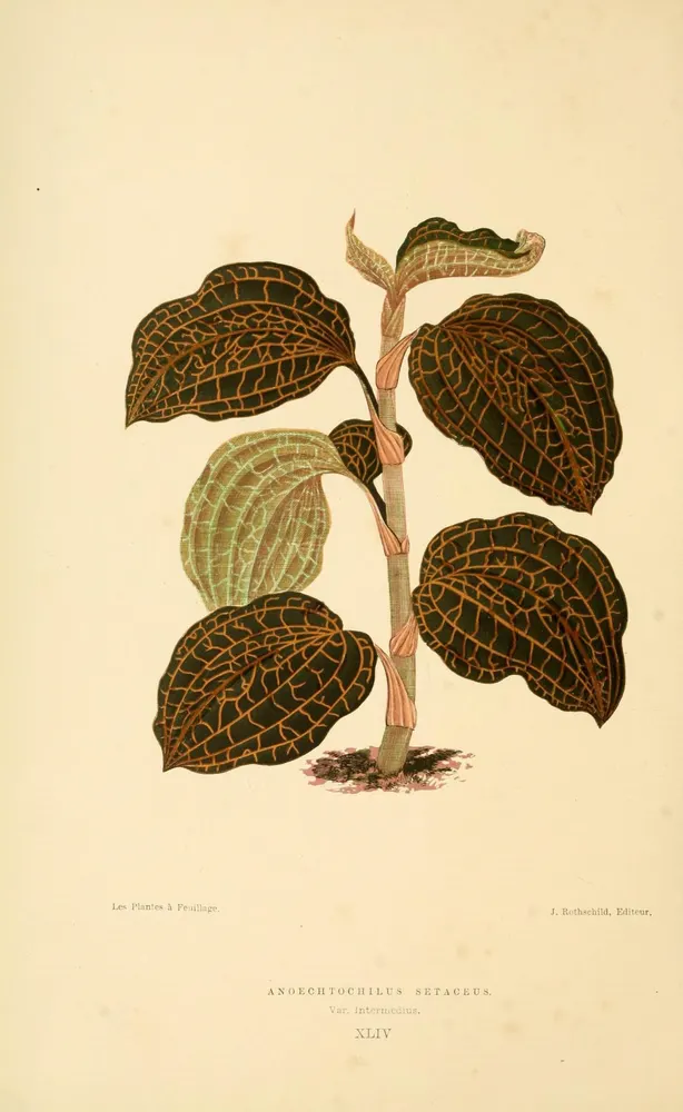 Jewel Orchid