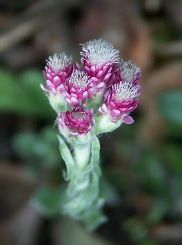 Mountain Everlasting