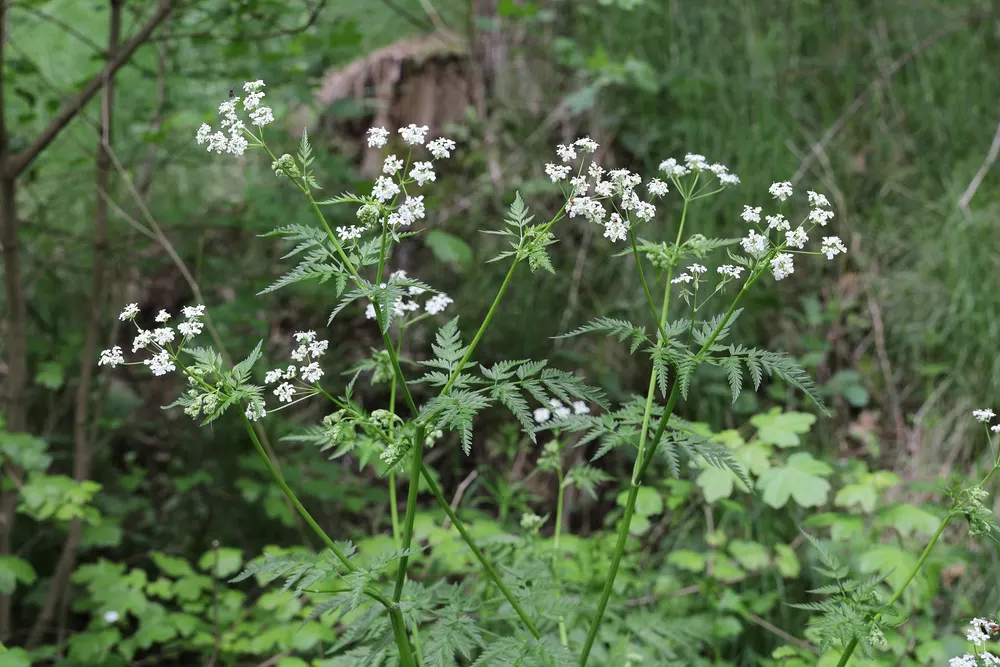 Cow Parsley