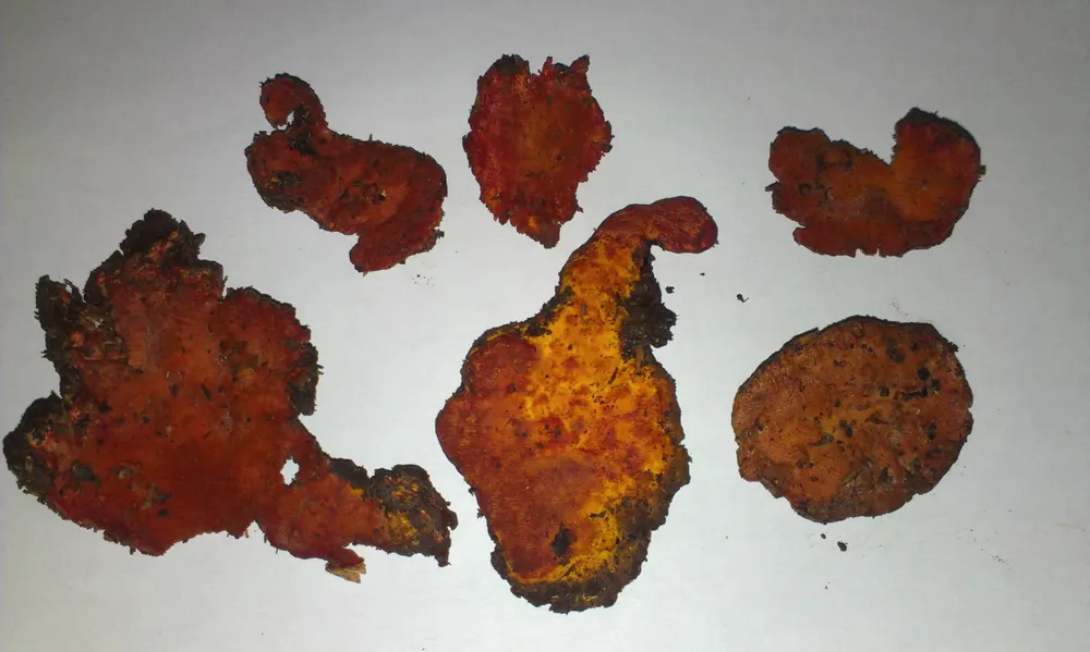 Antrodia (Niu Chang Chih / Taiwan Camphor Fungus)