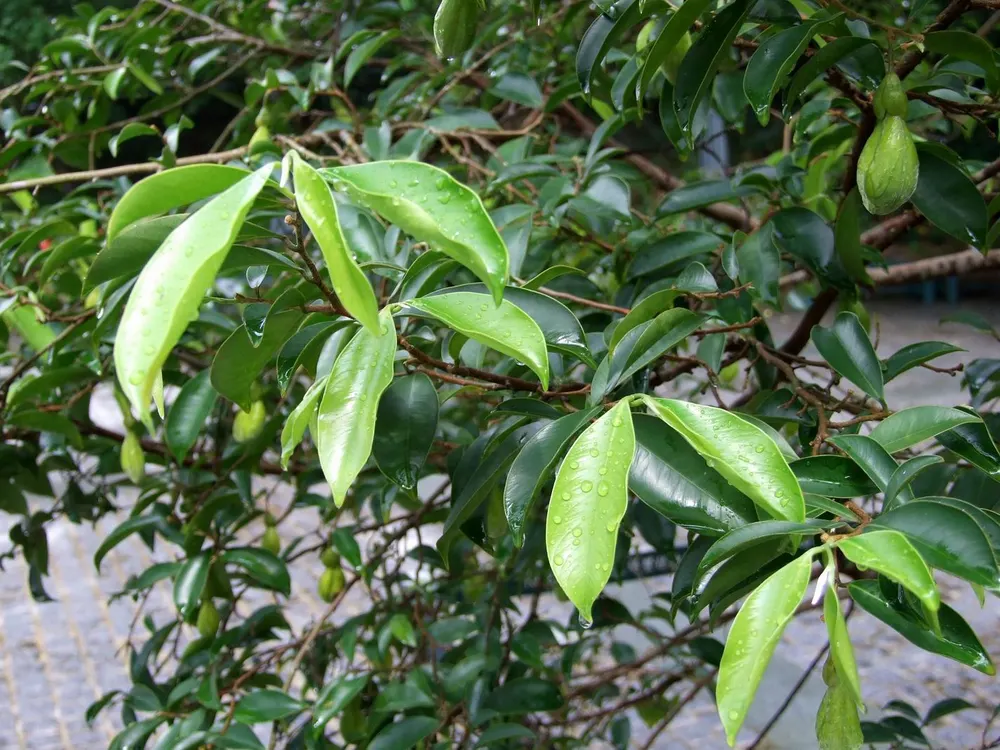 Chinese Eaglewood