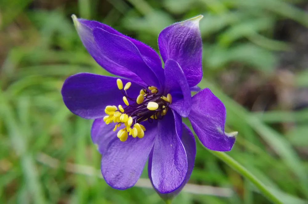Alpine Columbine