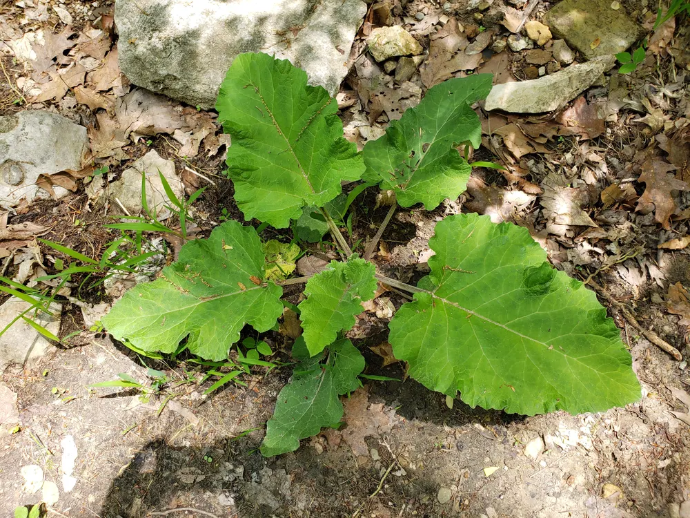 Burdock