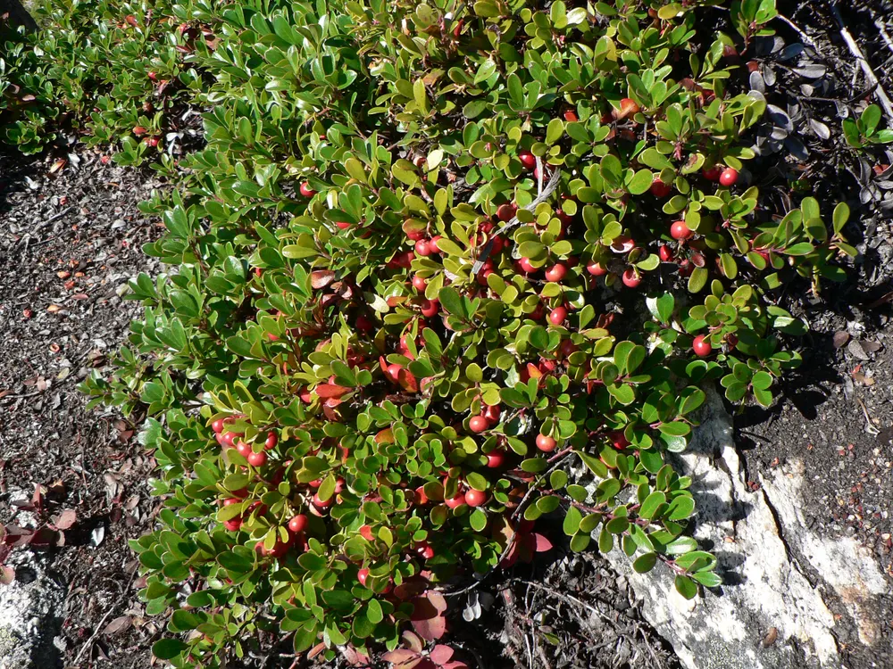 Bearberry (Uva Ursi)