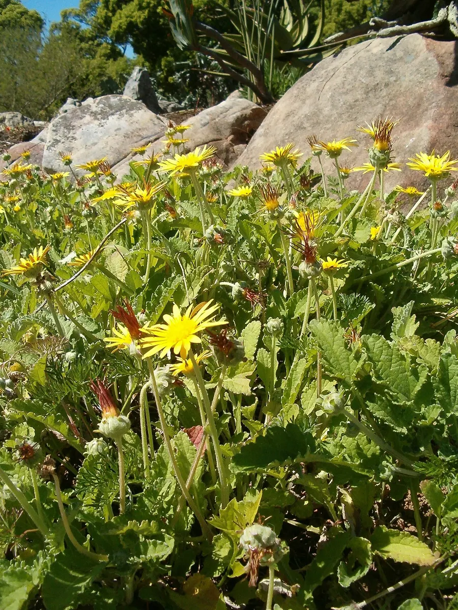 African Bitter Daisy