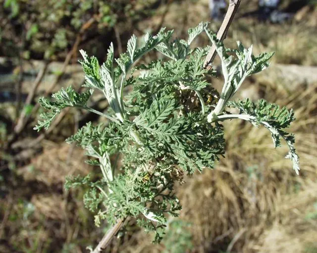 African Wormwood