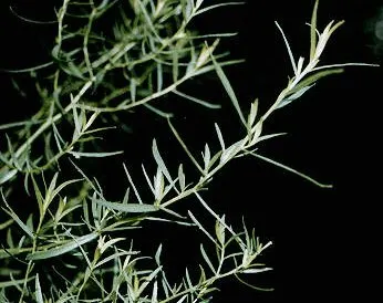 Tarragon (French Tarragon)