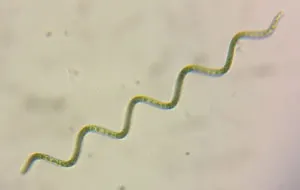 Spirulina
