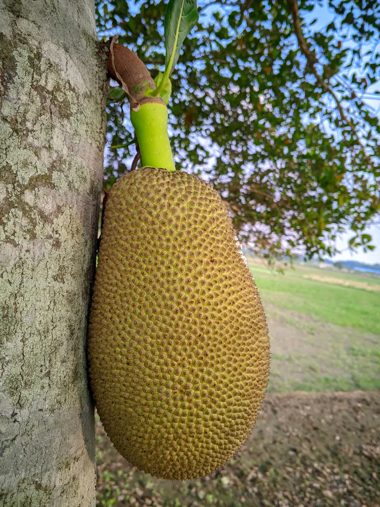 Jackfruit