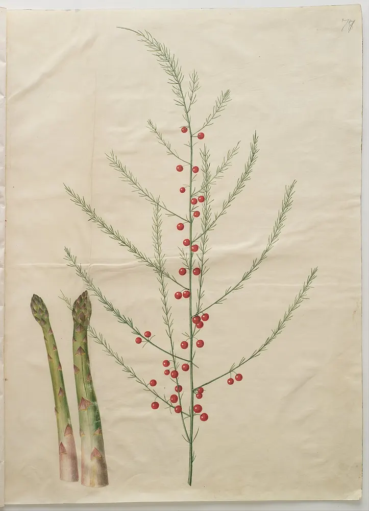 Asparagus