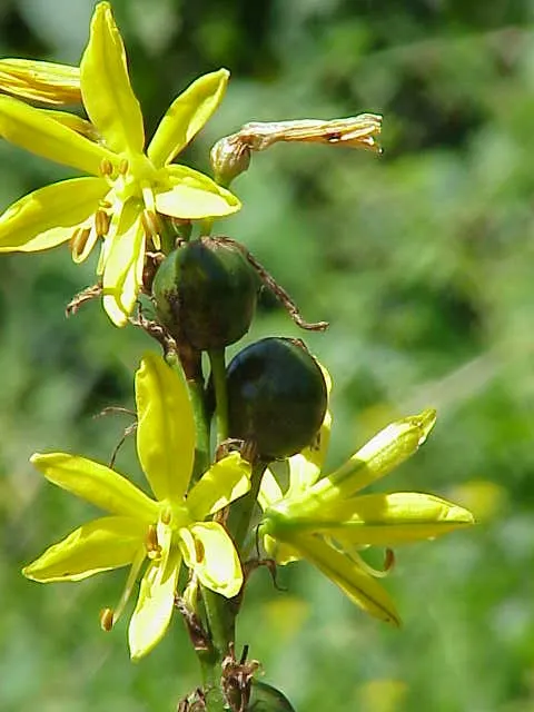 Plant photo