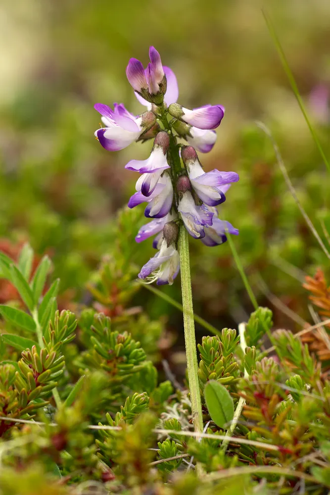 Alpine Milk Vetch