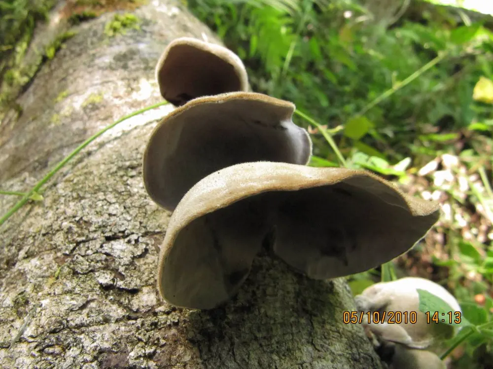 Wood Ear