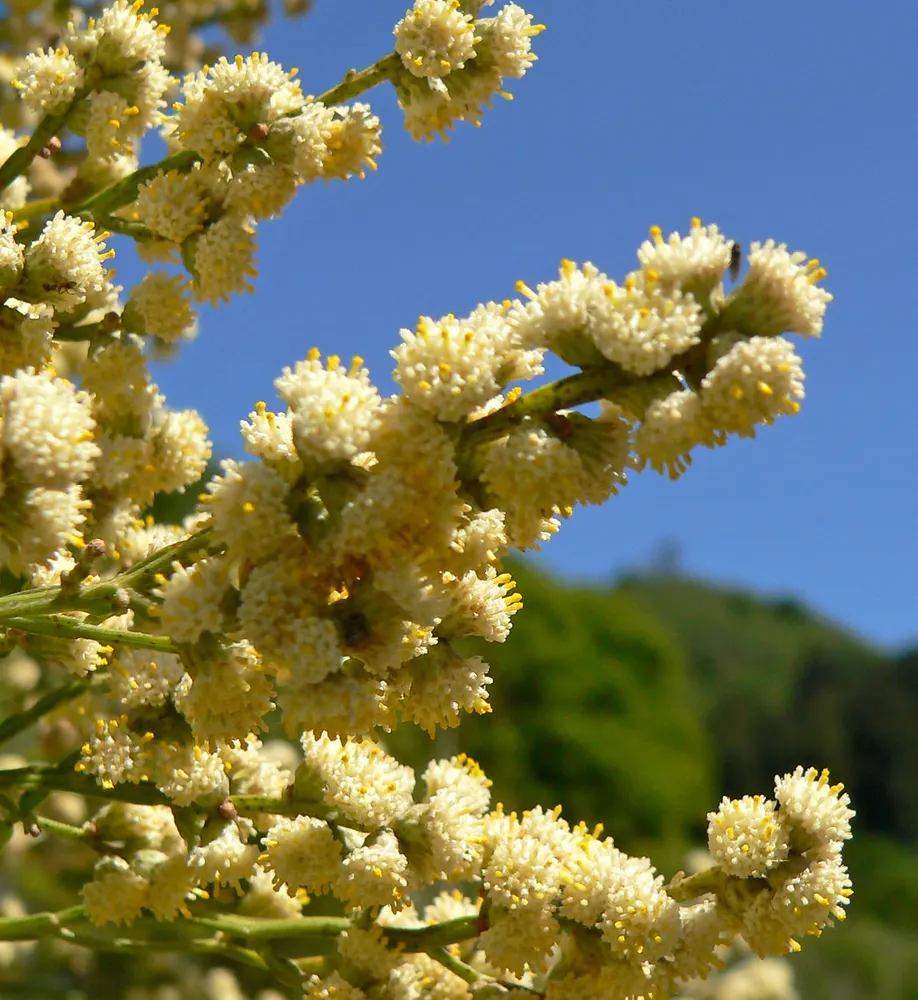 Carqueja