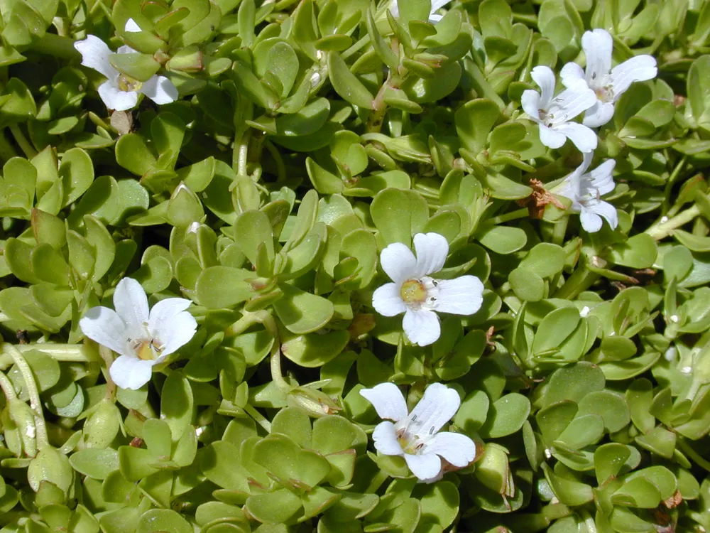 Brahmi (Water Hyssop)