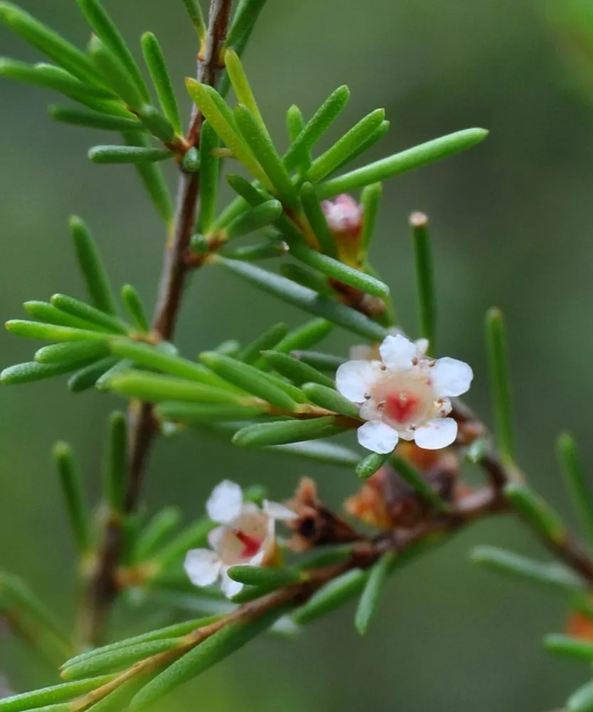 Chinese Teatree
