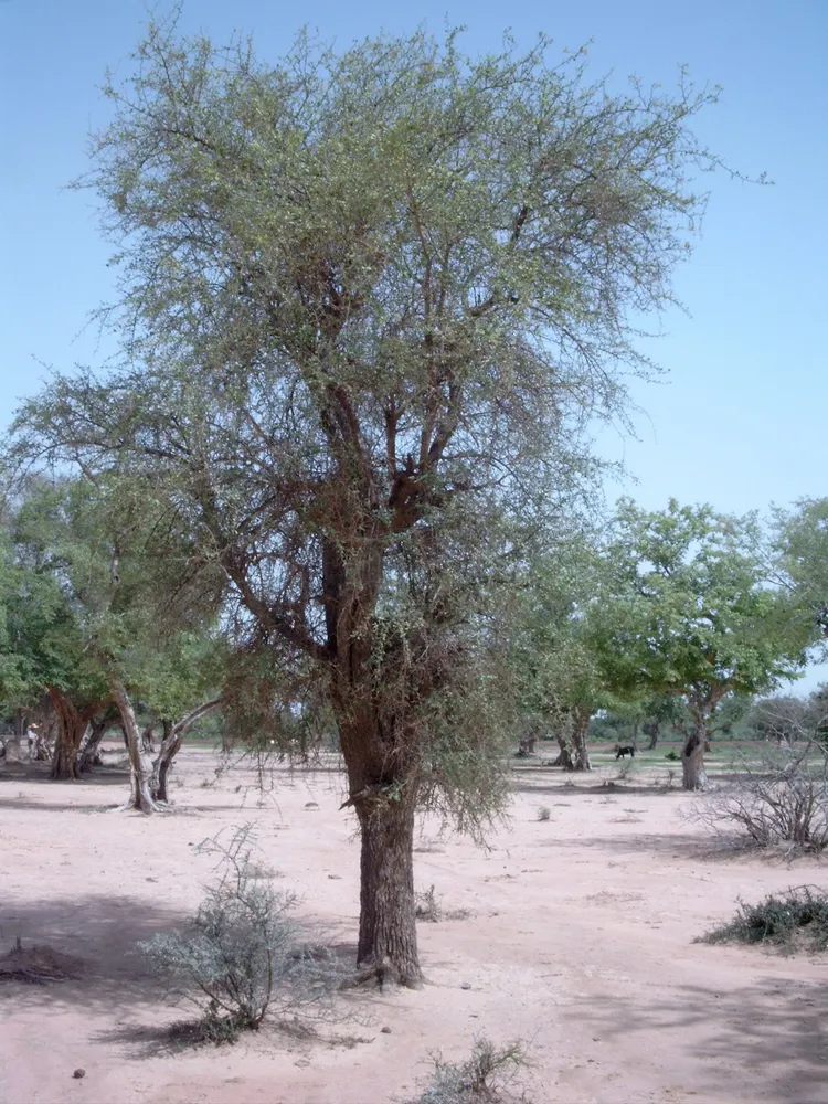 Desert Date