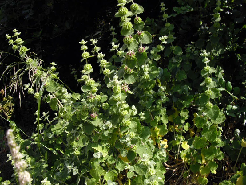 African Horehound