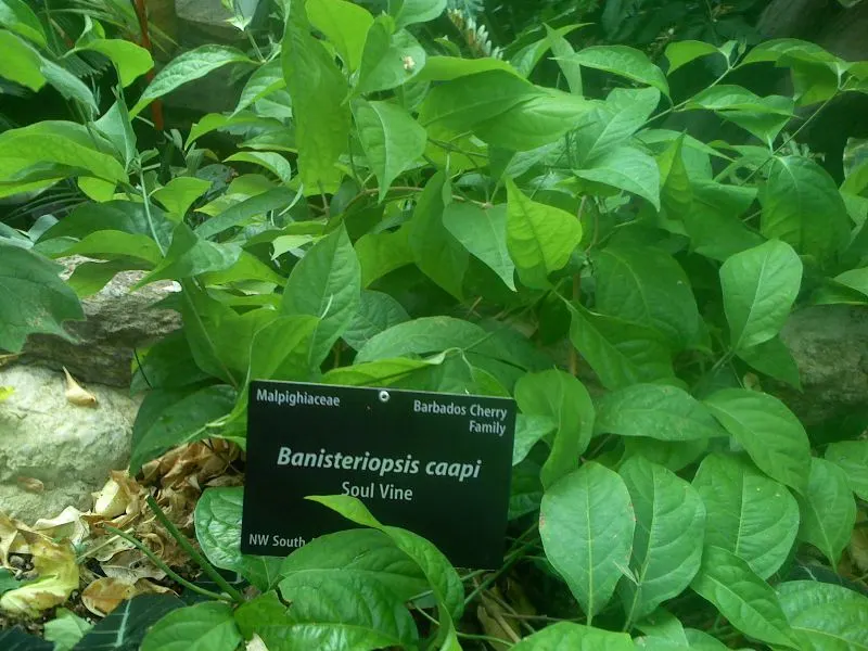 Ayahuasca Vine