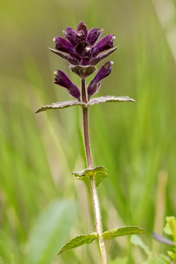 Alpine Bartsia