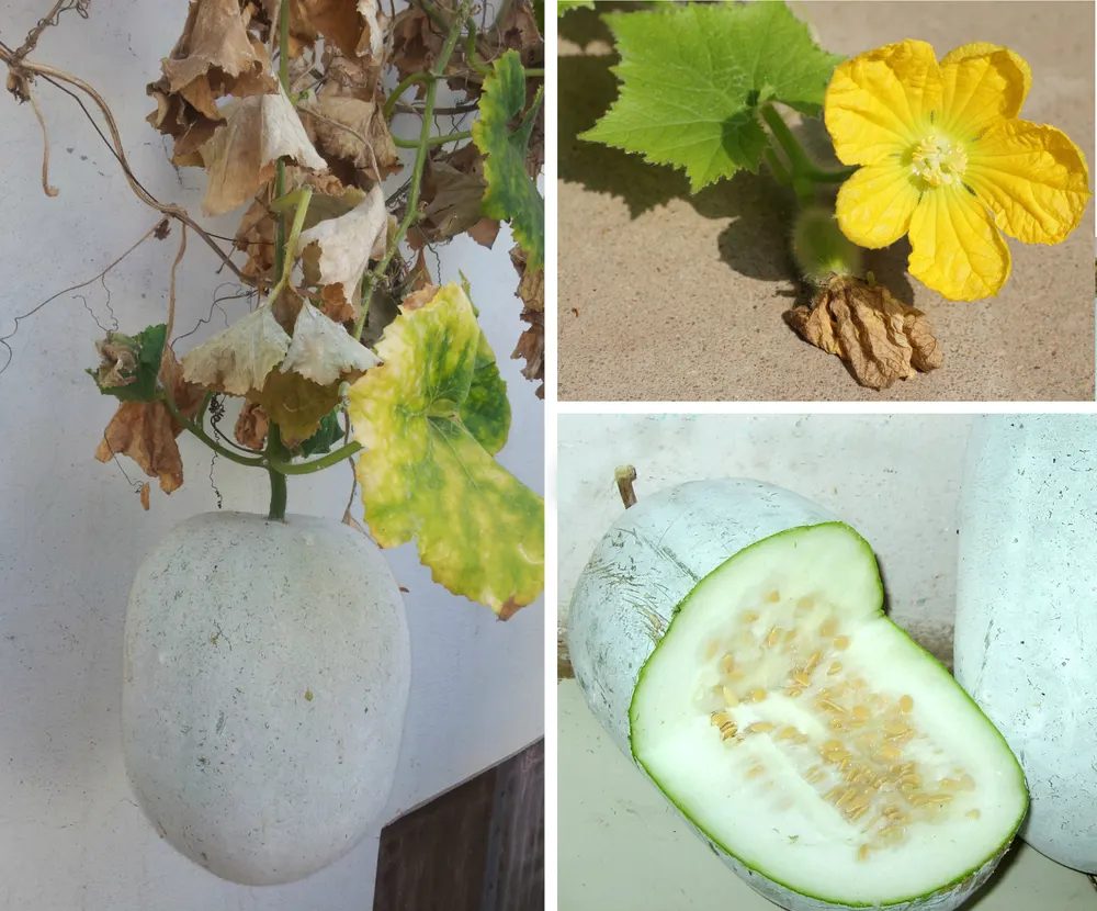 Winter Melon