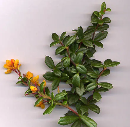 Darwin's Barberry