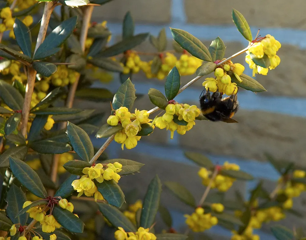 Wintergreen Barberry