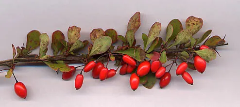 Plant photo